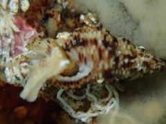 Aplus scacchianus