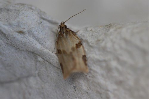 Cyclamen Tortrix, 9665 Oude Pekela, Nederland, photo 10 of 10