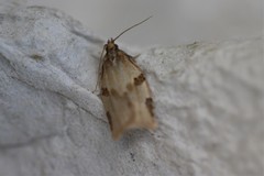 Clepsis spectrana