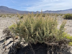 Atriplex torreyi