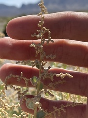 Atriplex torreyi