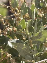 Atriplex torreyi