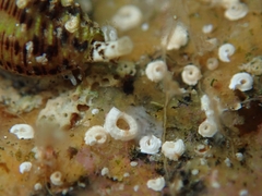 Aplus scacchianus