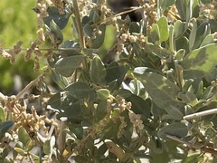 Atriplex torreyi