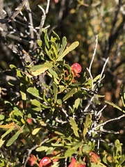 Dodonaea lobulata