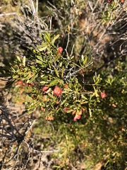 Dodonaea lobulata