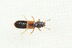 Bledius opacus