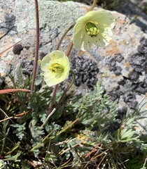 Papaver radicatum kluanense
