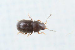 Choragus sheppardi