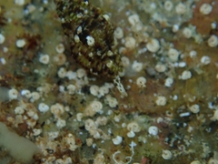 Aplus scacchianus