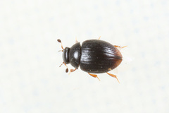 Cryptopleurum minutum
