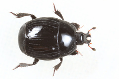 Margarinotus striola