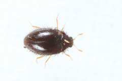 Trinodes hirtus