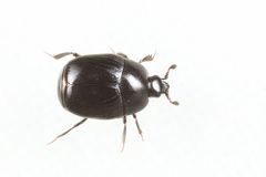 Gnathoncus nannetensis