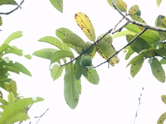 Psidium guajava image