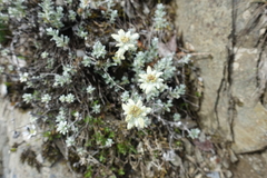 Leontopodium microphyllum