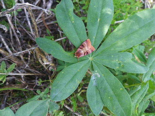 Rosy Dart Moth