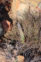 Watsonia vanderspuyae