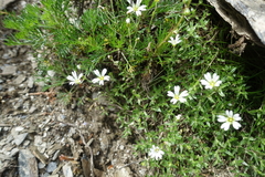 Cerastium morrisonense