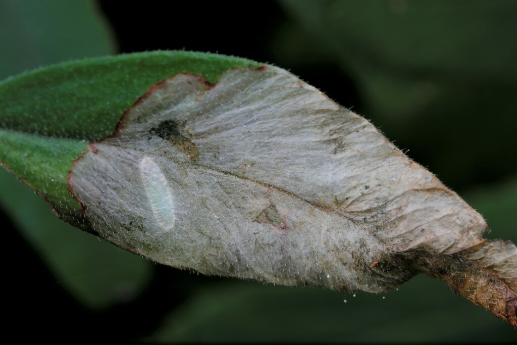 Agromyza viciae