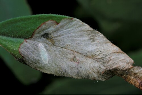 Agromyza viciae