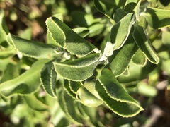 Eremophila serrulata