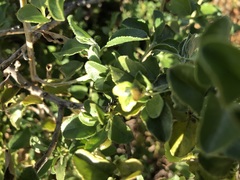 Eremophila serrulata