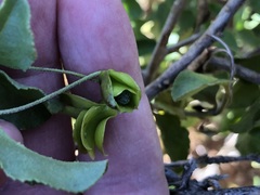 Eremophila serrulata