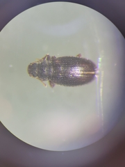 Salpingidae