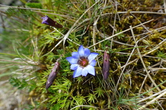 Gentiana arisanensis