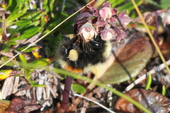 Bombus johanseni