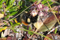 Bombus johanseni