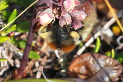 Bombus johanseni