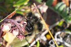 Bombus johanseni