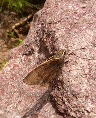 Cogia caicus