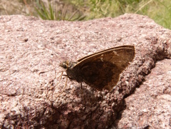 Cogia caicus