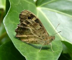Pararge aegeria