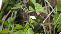 Zelotherses paleana