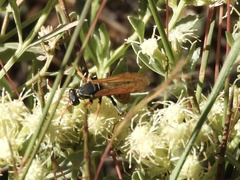 Polistes billardieri