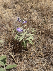Solanum elaeagnifolium