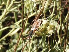 Polistes billardieri