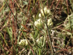 Polistes billardieri