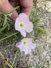 Oenothera speciosa