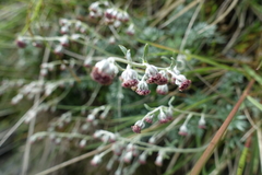 Artemisia kawakamii