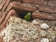 Psittacara chloropterus