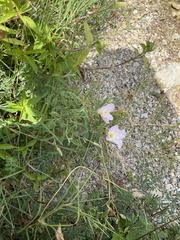 Oenothera speciosa