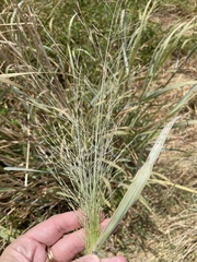 Panicum virgatum