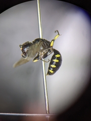 Ectemnius borealis