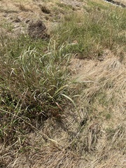 Panicum virgatum