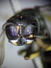 Ectemnius borealis